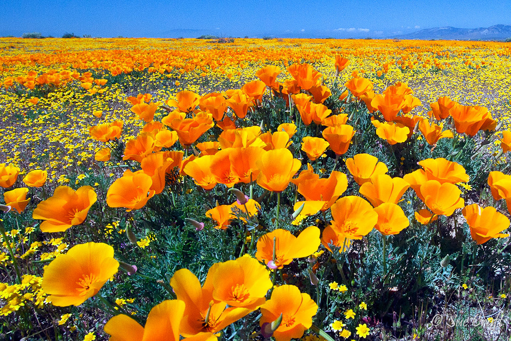 Antelope Valley California Poppies