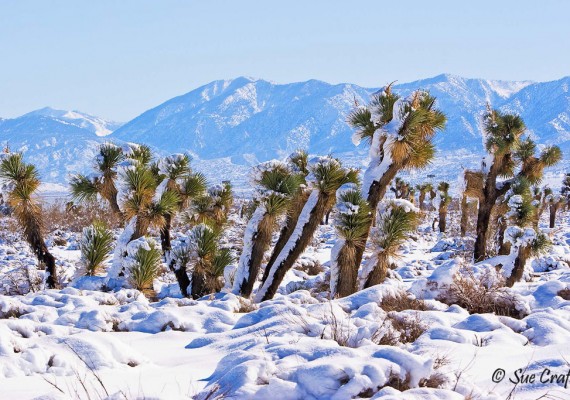 Desert Snowfall