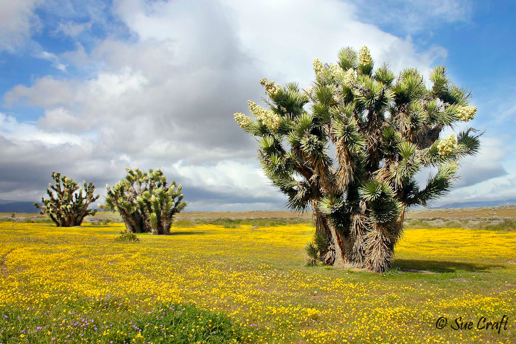 Antelope Valley joshua trees and wildflowers
