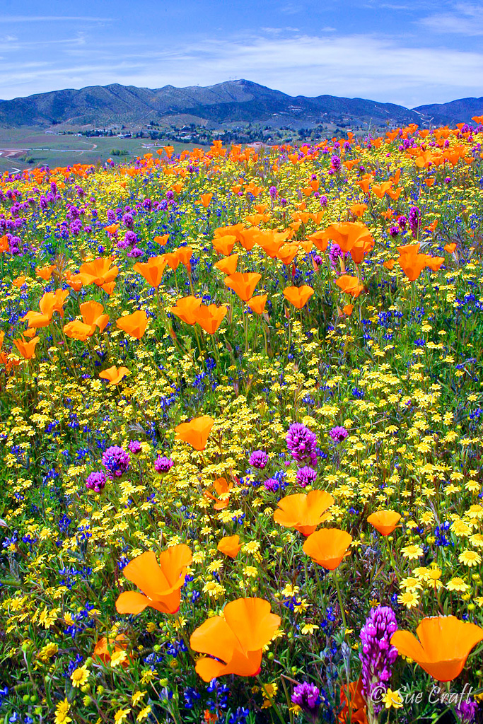 Leona Valley Wildflowers
