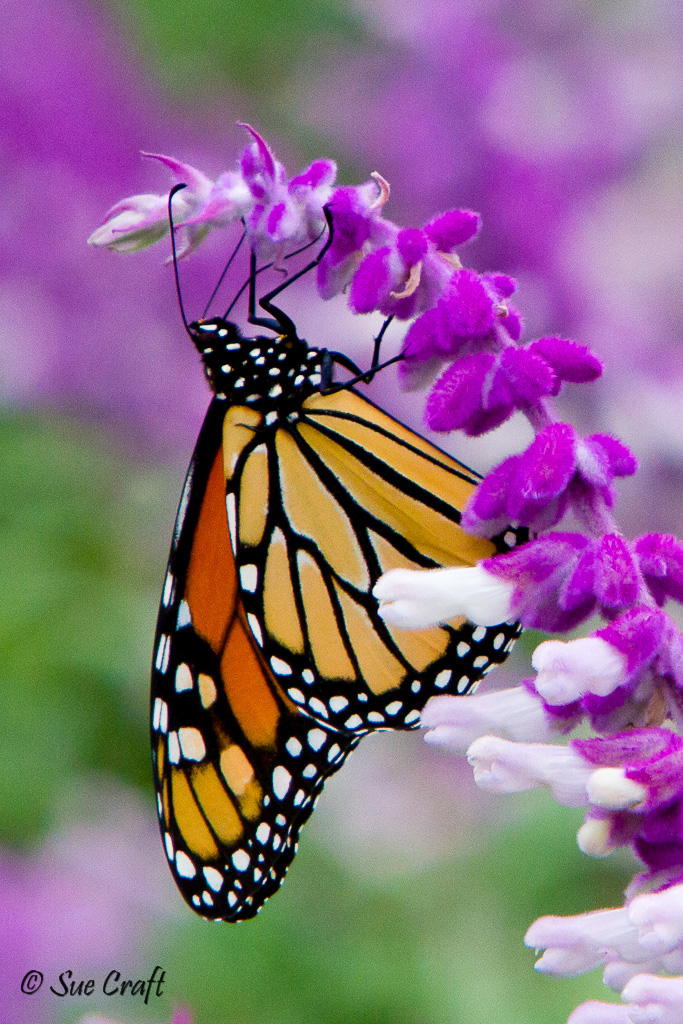 Monarch on Salvia