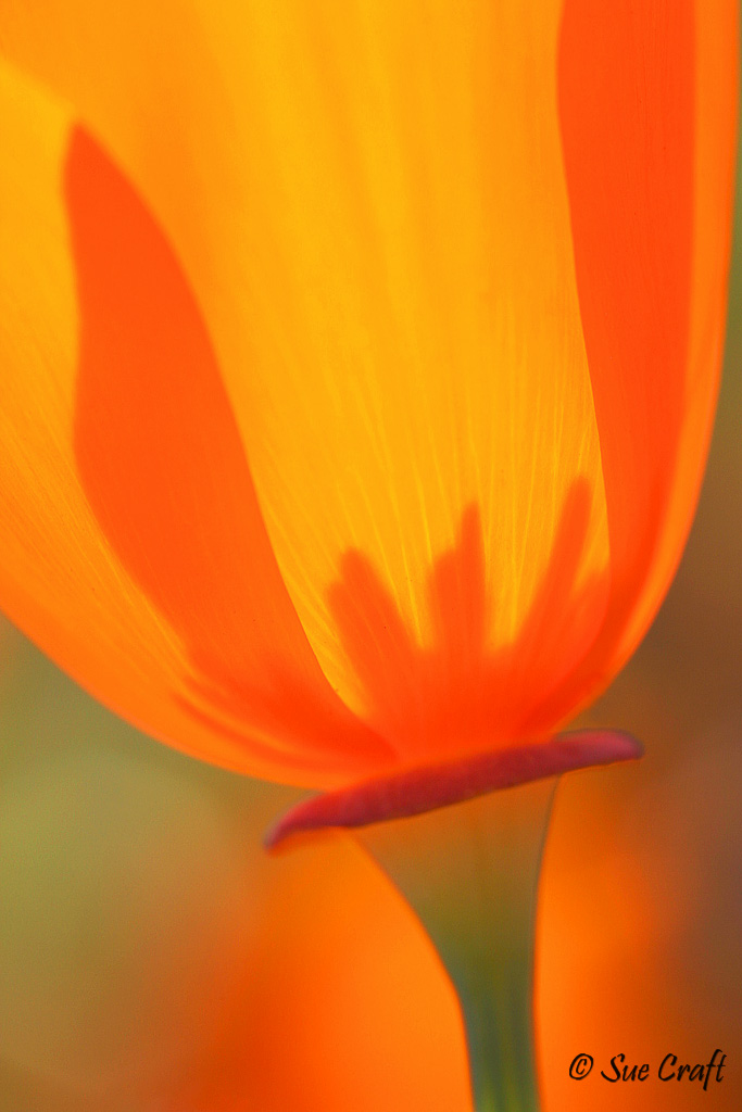 Antelope Valley Poppy