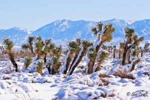 Antelope Valley joshua trees in the snow